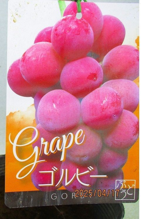 約50～65㎝