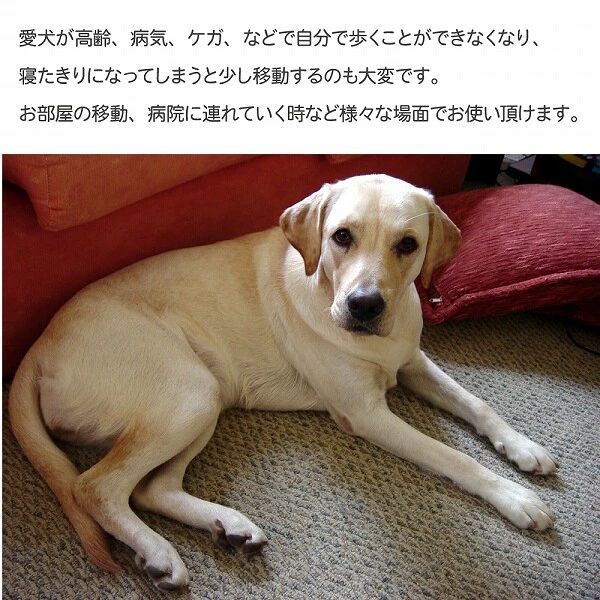 救護 救急