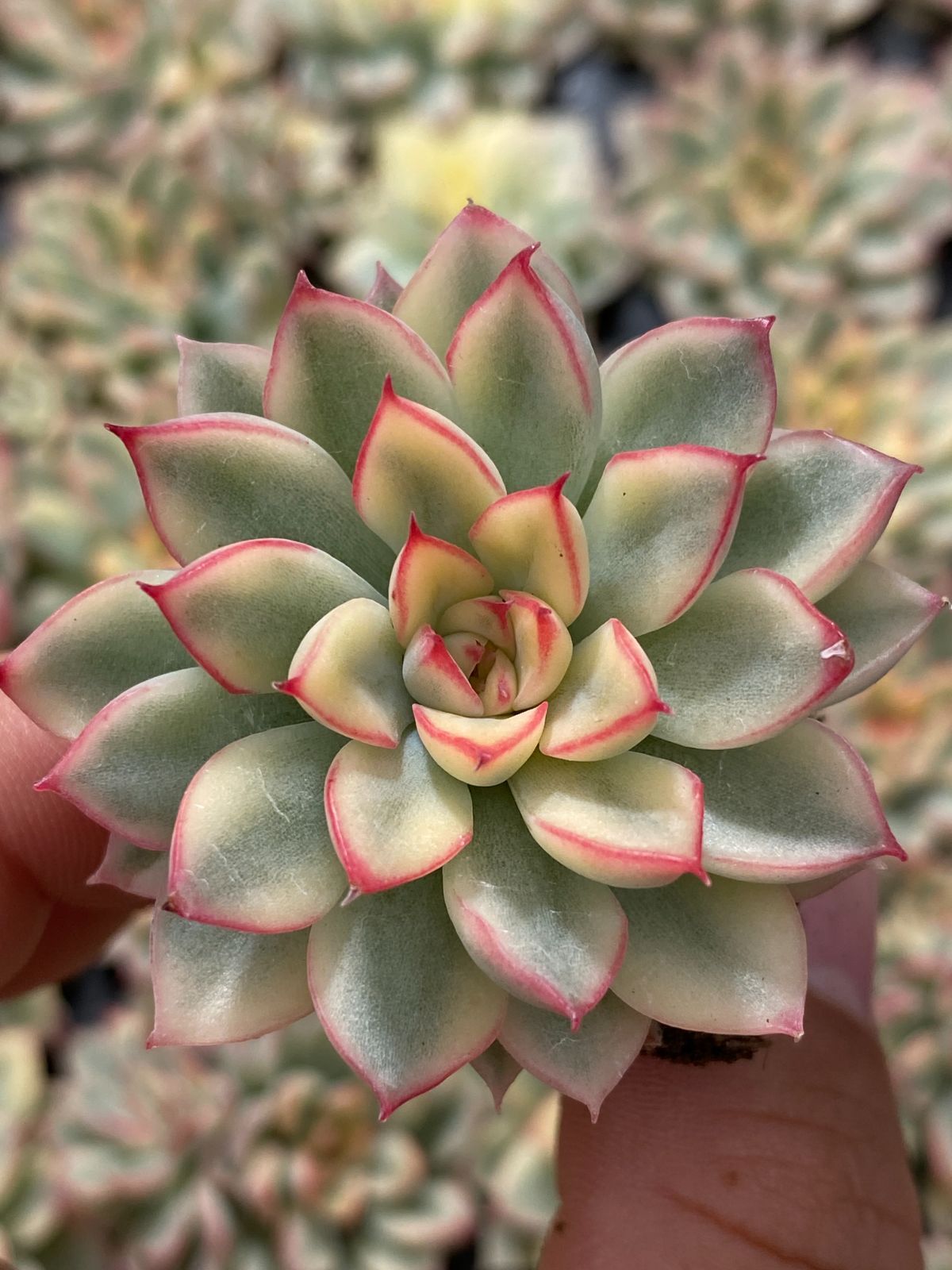 新発売 ZM308 女雛錦 105苗セット 土と根付き 多肉植物 エケベリア