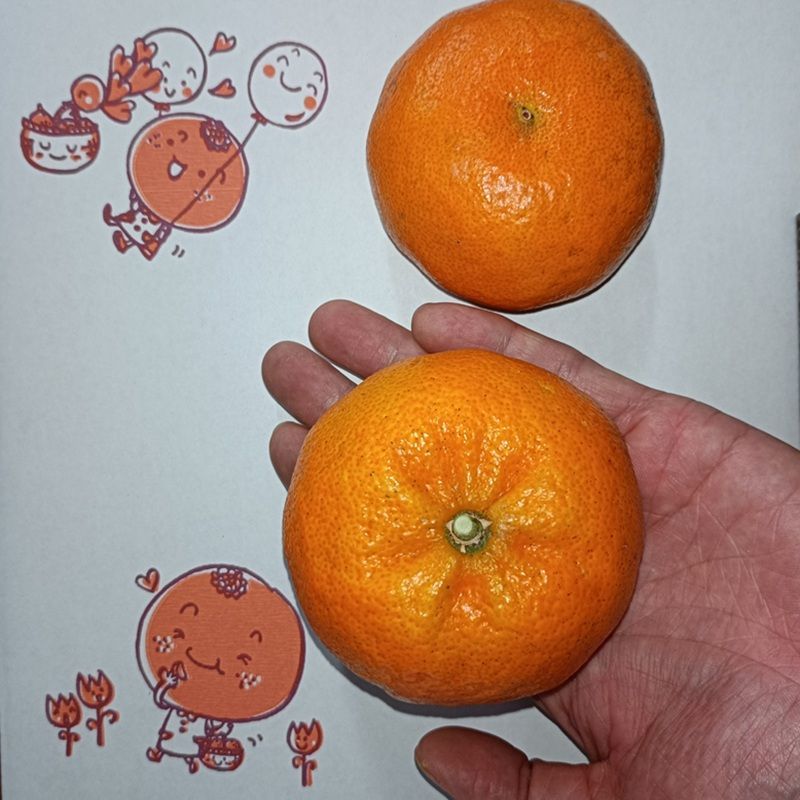 401長崎産　超希少みかん　マコポン　家庭用果実約8㎏ 希少】マコポン 2kg 和歌山県産 新品種みかん - メルカリ