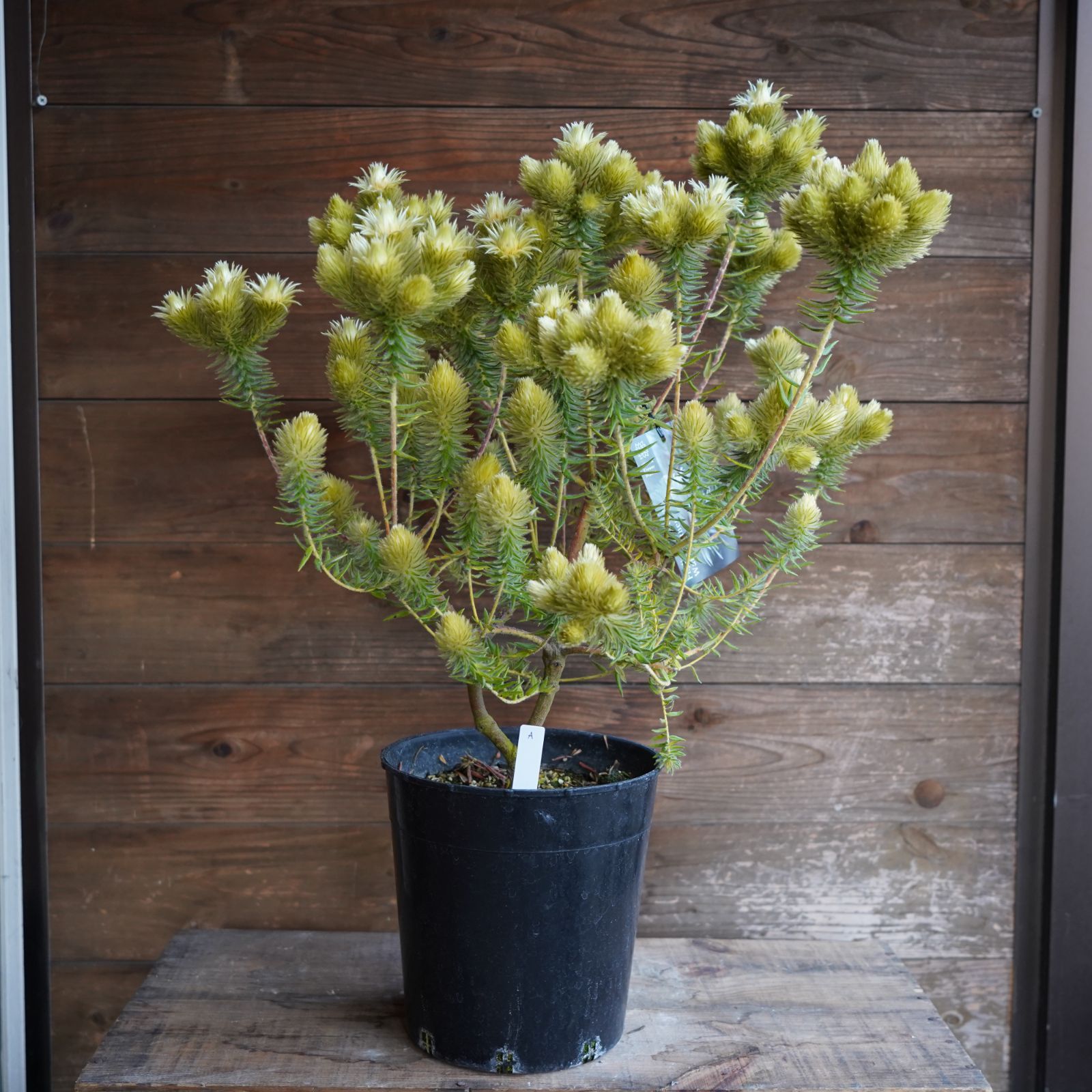 フィリカ プベッセンス ワフトフェザー 7号 C オージープランツ 現物