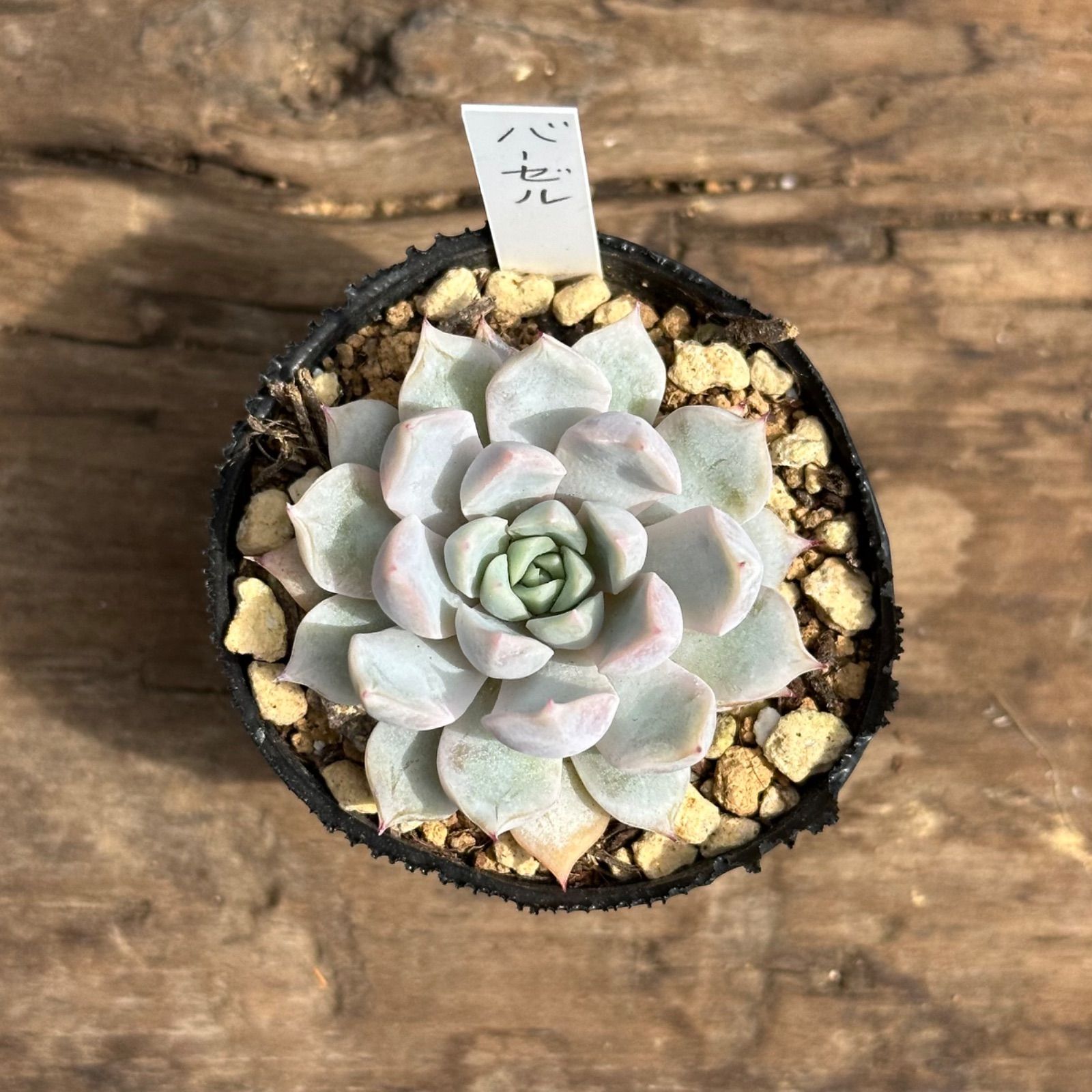 6-6】多肉植物4点セット（現品限り） - メルカリ