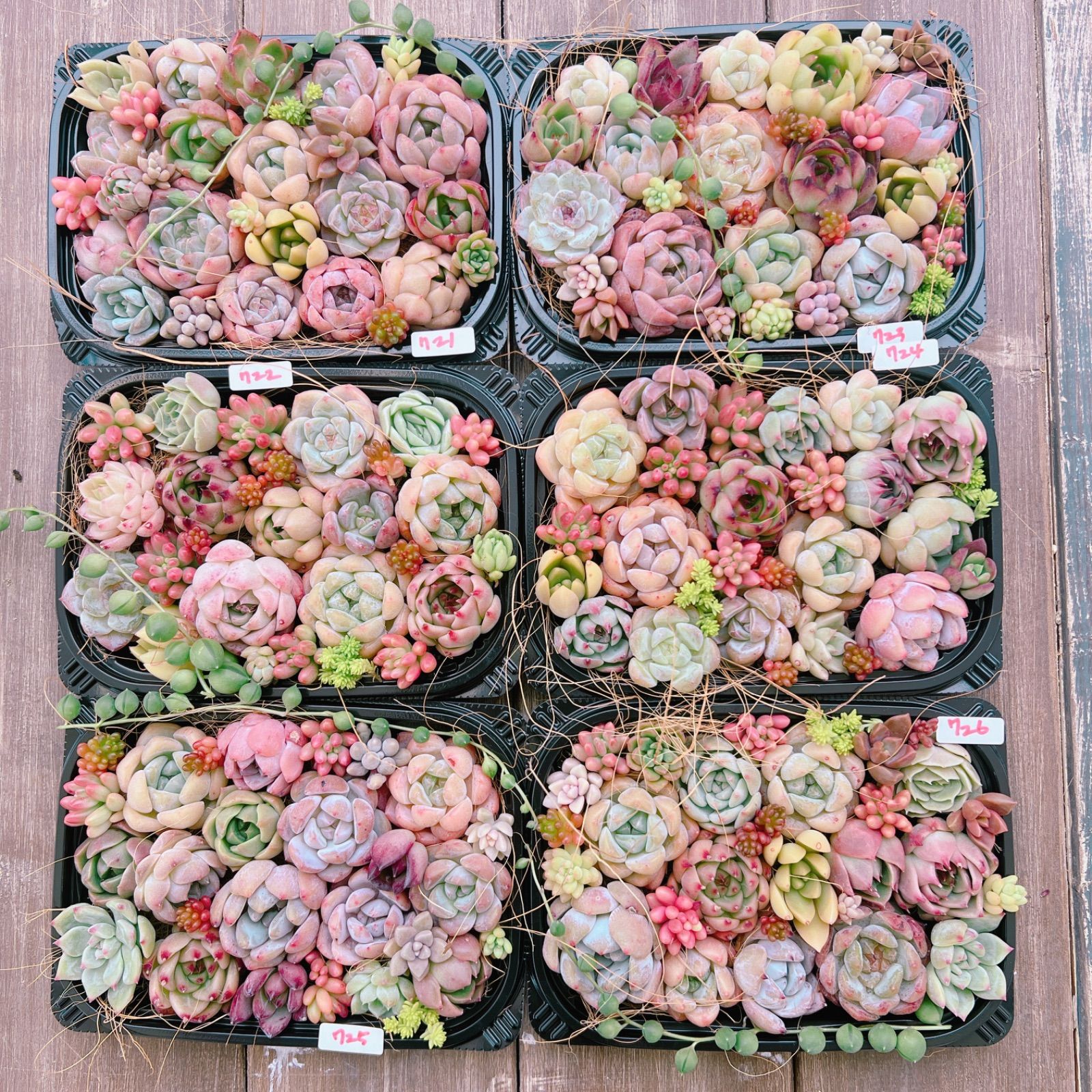 多肉植物 寄せ植えset♡722 - メルカリ