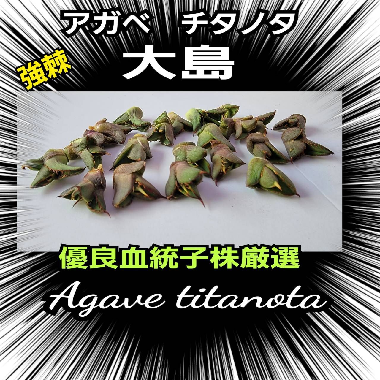 アガベ チタノタ 大島白刺 強棘 - 植物/観葉植物