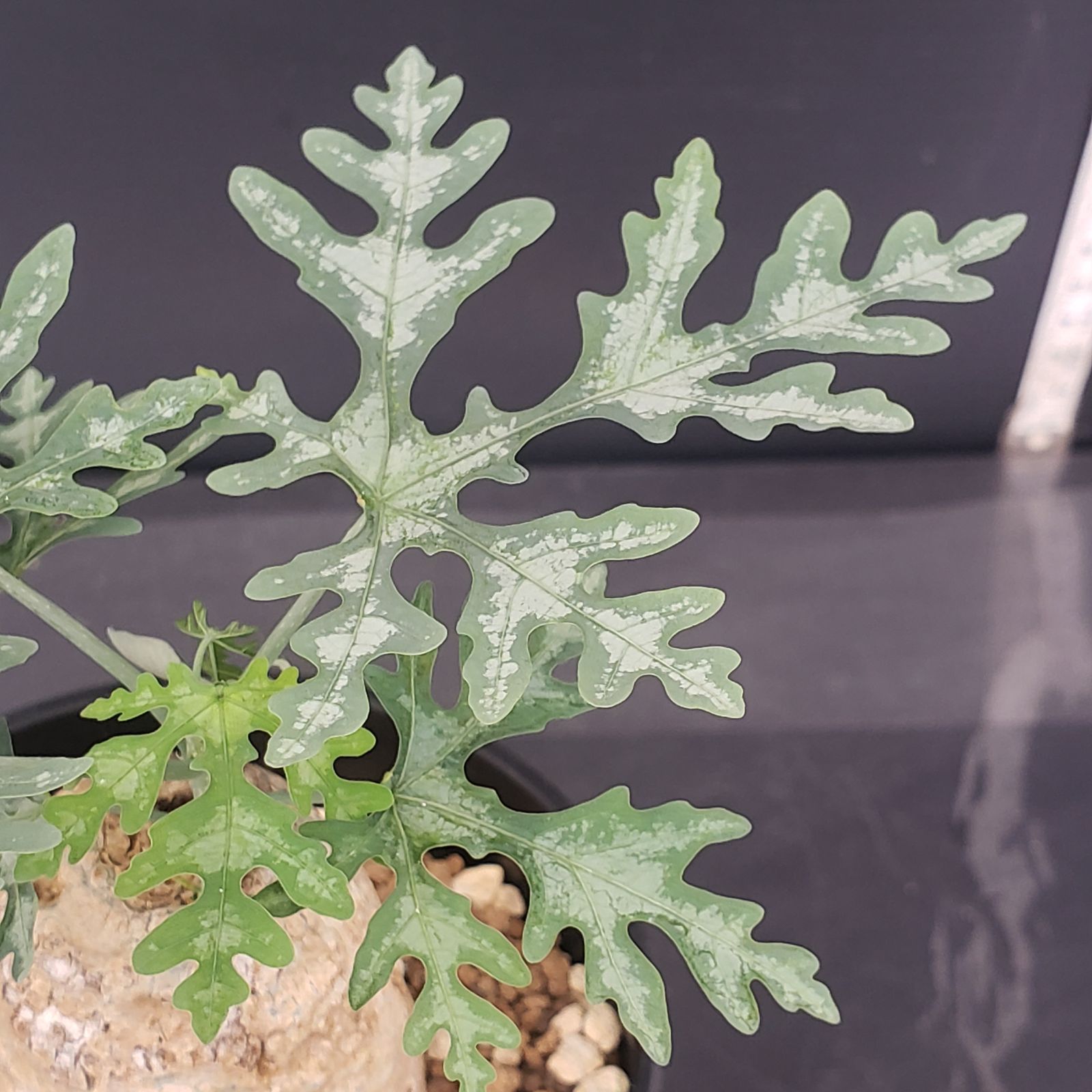 アデニア　ペリエリ N365【自社養生株】アデニア ペリエリ（現地球・発根株・鉢植え