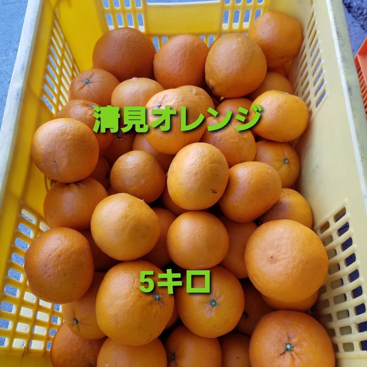 オーダ品　清見オレンジ  家庭用　５箱 ☆せとだ清見オレンジ 瀬戸田産☆ 5キロ(箱込み) ご家庭用 農家