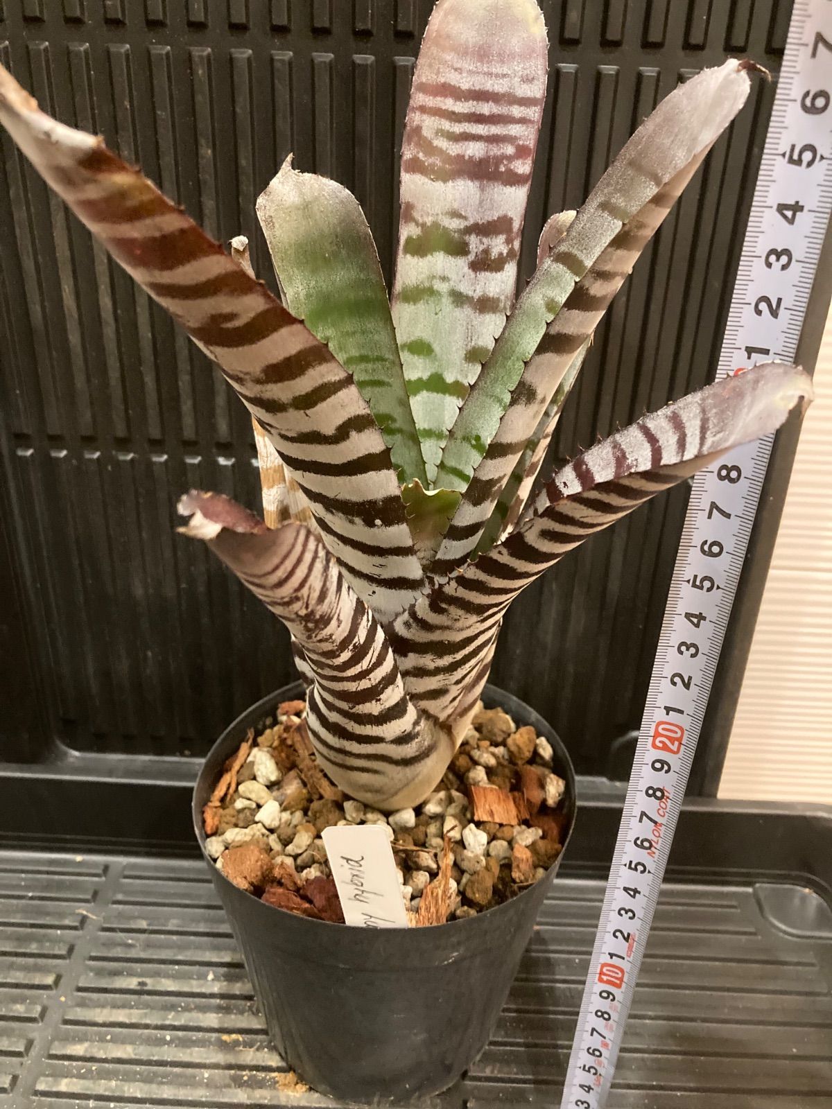 エクメア Aechmea chantinii Black Ebony hybrid - メルカリ