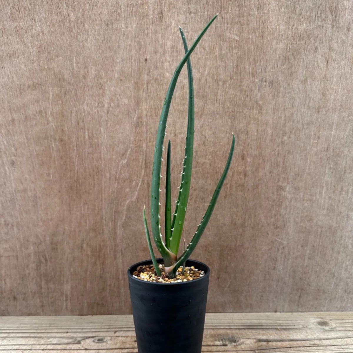 アロエ バーベラエ ② Aloe barberae キジカクシ科 ツルボラン亜科 