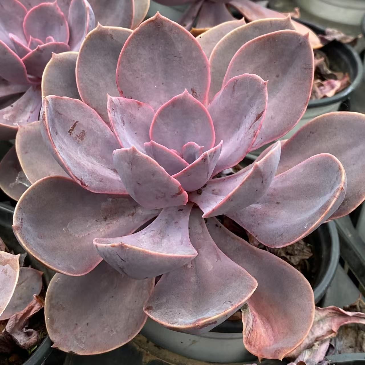 韓国小苗120個セット✨多肉植物　エケベリア　詰め合わせ　寄せ植えに!! 韓国小苗120個セット✨多肉植物 エケベリア 詰め合わせ 寄せ植え