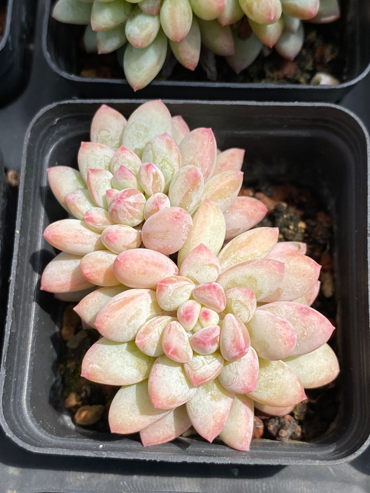 ZM1684×70 アイスクリーム 抜き苗 多肉植物 アエオニウム エケベリア 韓国苗