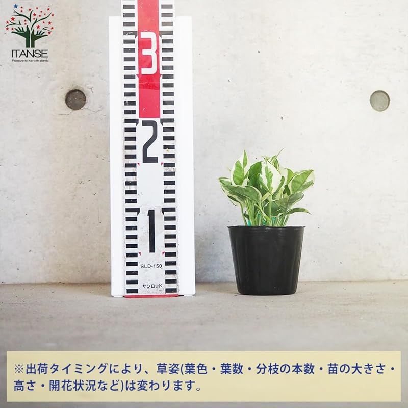 ゴールデンポトス