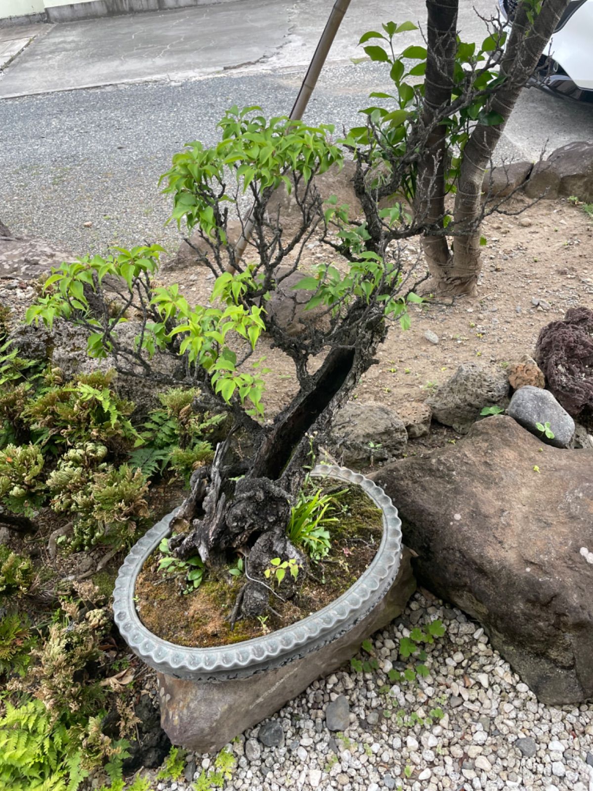 甲州野梅 50年もの - 植物/観葉植物