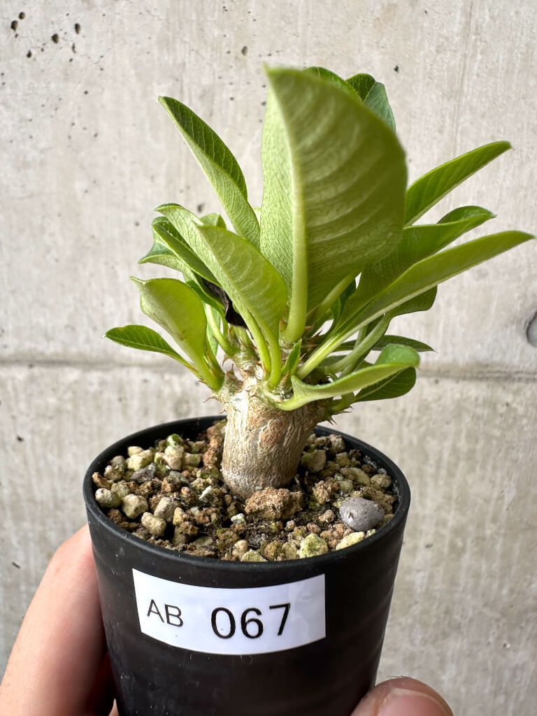 現品限り】パキポディウム・ウィンゾリー 実生【AB67】 Pachypodium