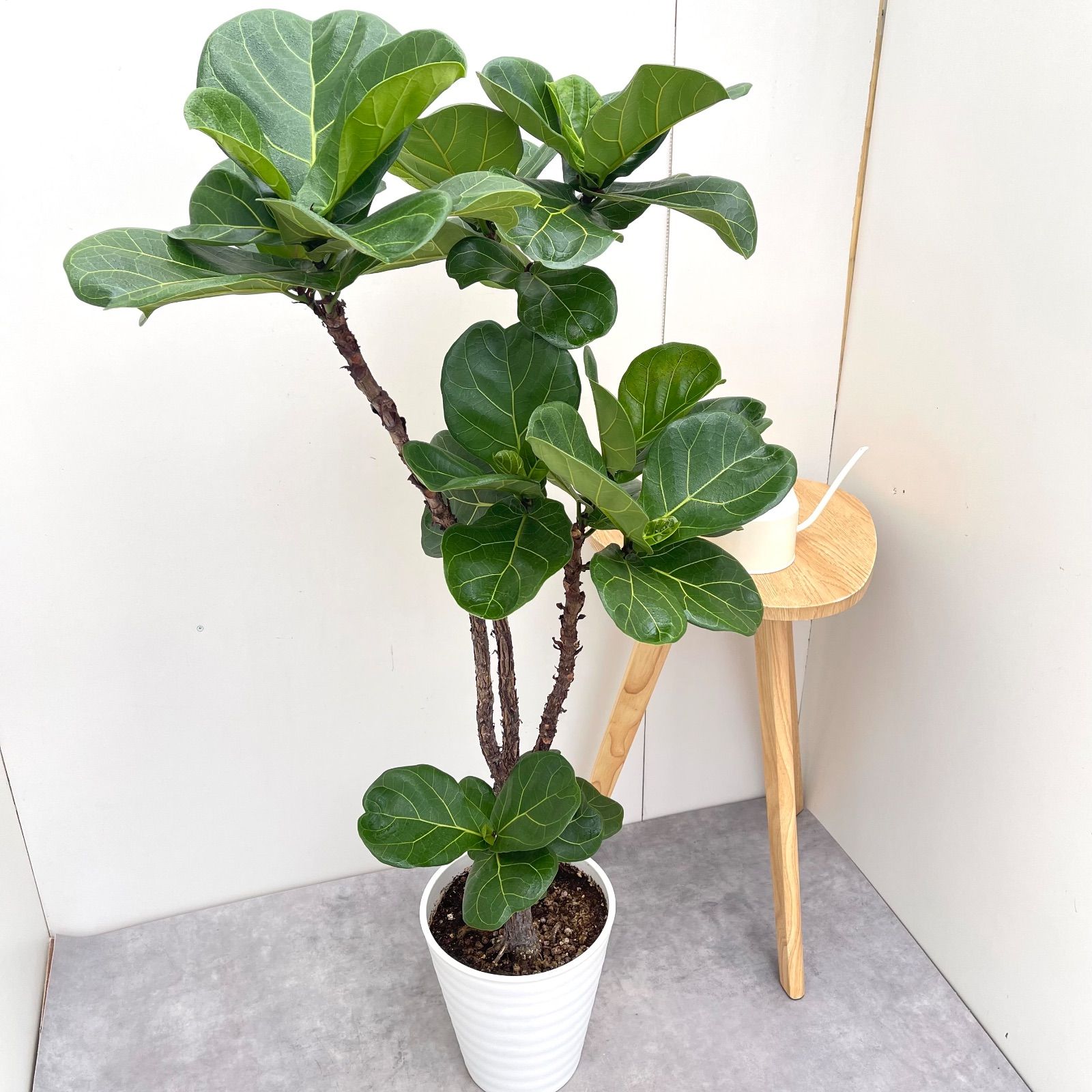 カシワバゴム フィカス リラータ 3 現品 観葉植物 大型 室内