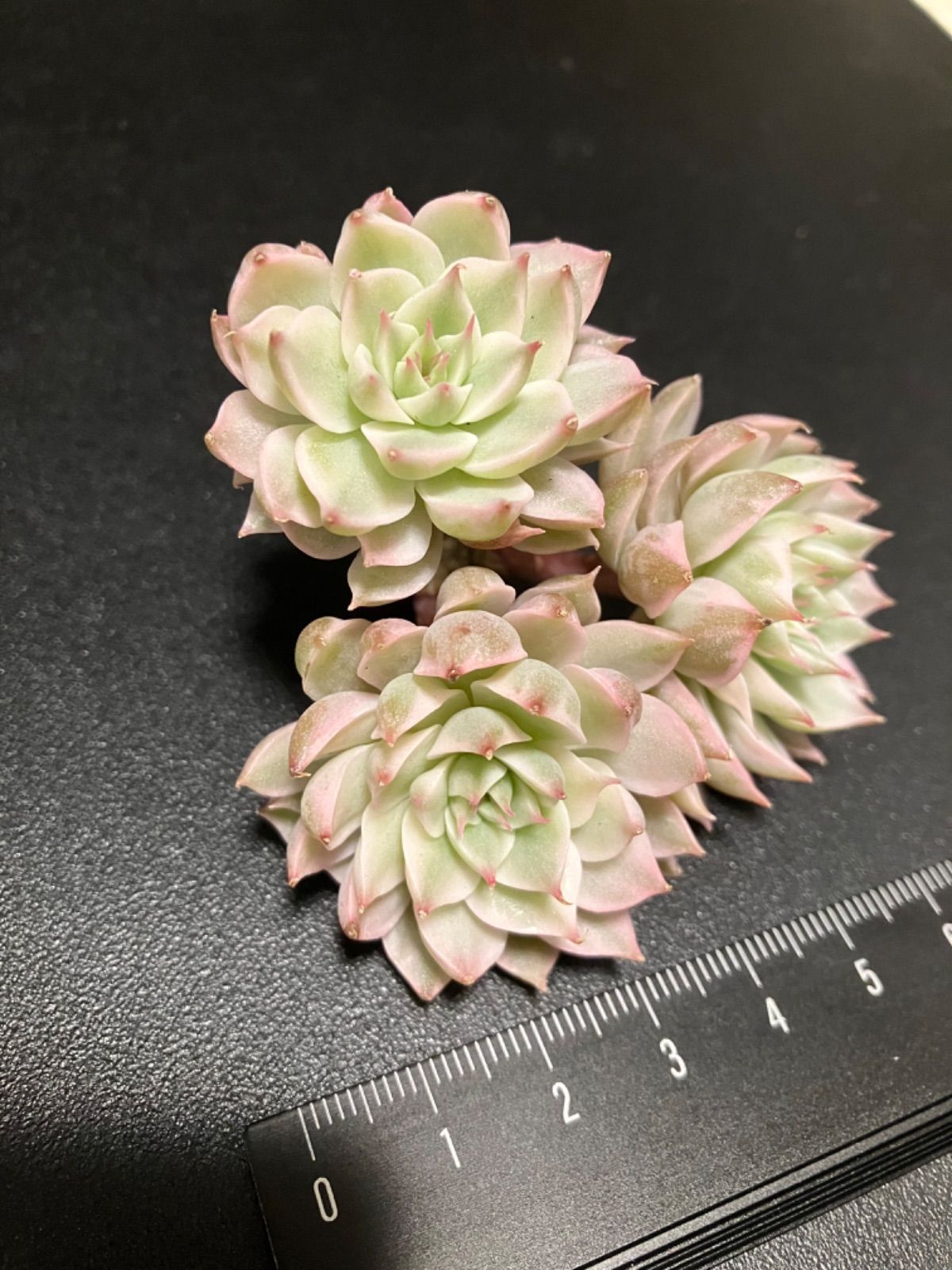 専用！多肉植物^o^ 希少❣️葉挿し赤ちゃんマーガレットレッピン錦 専用！多肉植物^o^ 希少❣️葉挿し赤ちゃんマーガレットレッピン錦