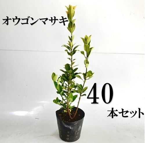 40本セット オウゴンマサキ樹高0.4m前後15cmポット