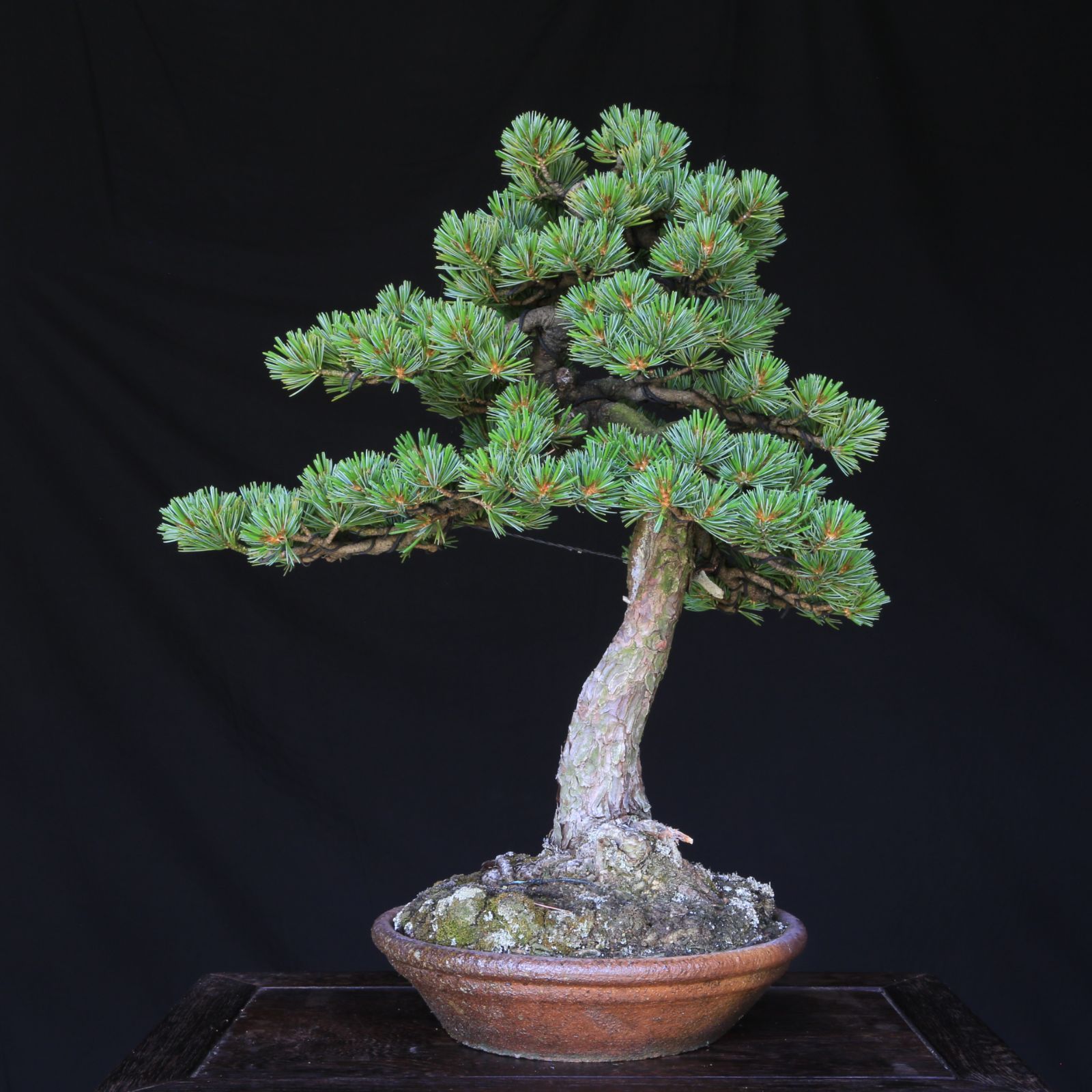 吾妻五葉松【松国宝】文人調 盆栽 現品 一点物 接ぎ木 山採り 優良葉性