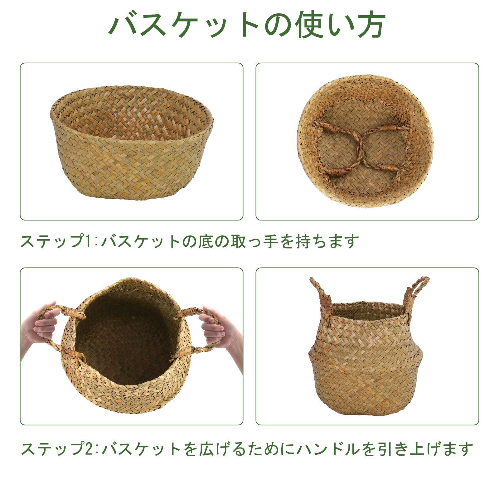 ストレリチア レギネ