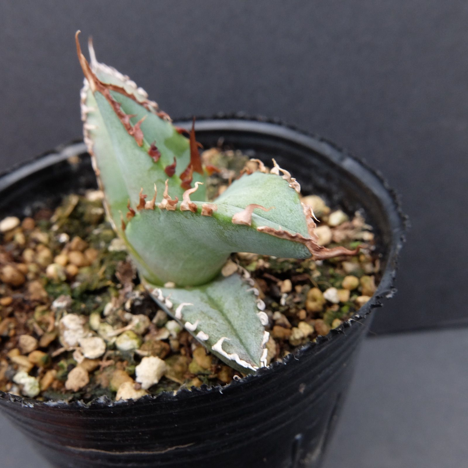 Agave Titanota 陽炎強棘☆★ アガベ　チタノタ　陽炎強棘　2株 Agave Titanota 陽炎強棘 アガベ チタノタ 陽炎強棘｜Yahoo