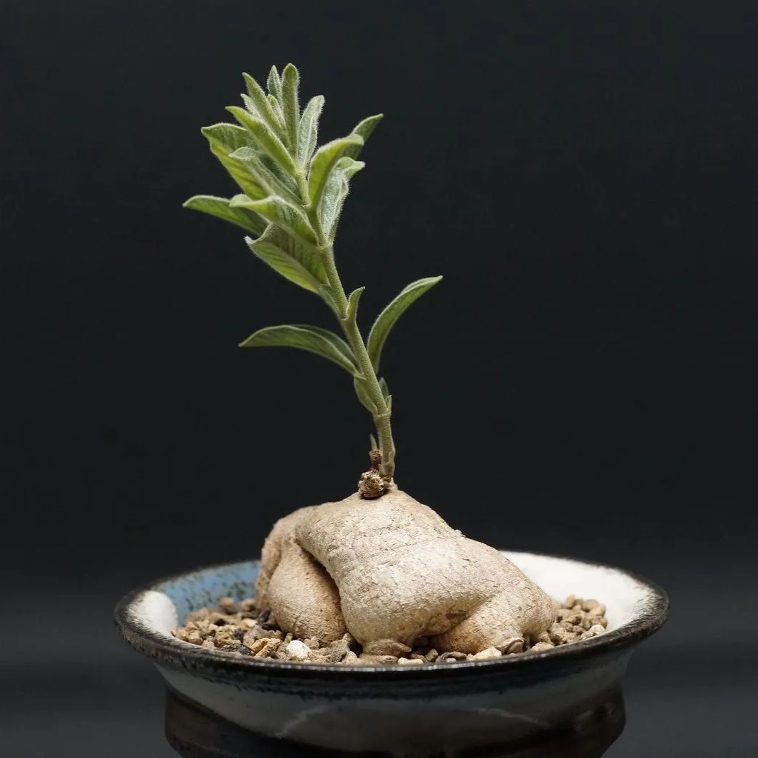 Raphionacme galpinii