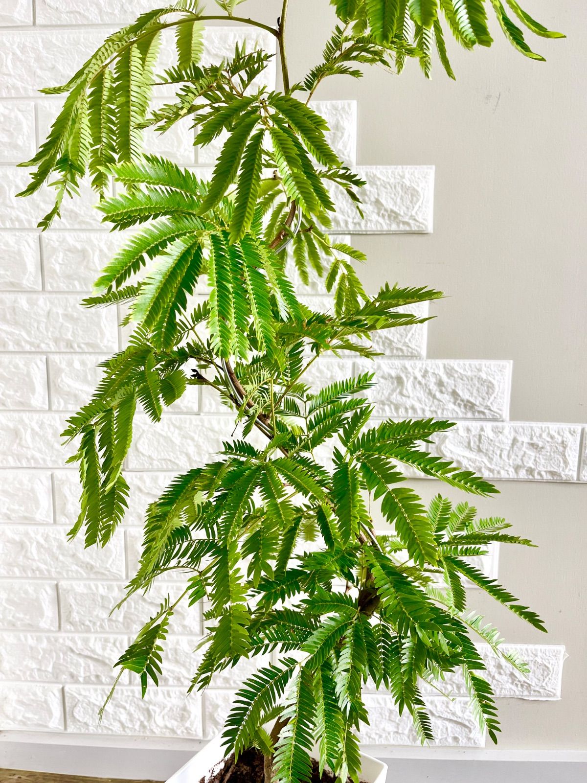 エバーフレッシュ⭐️曲がり エバーフレッシュ⭐️曲がり