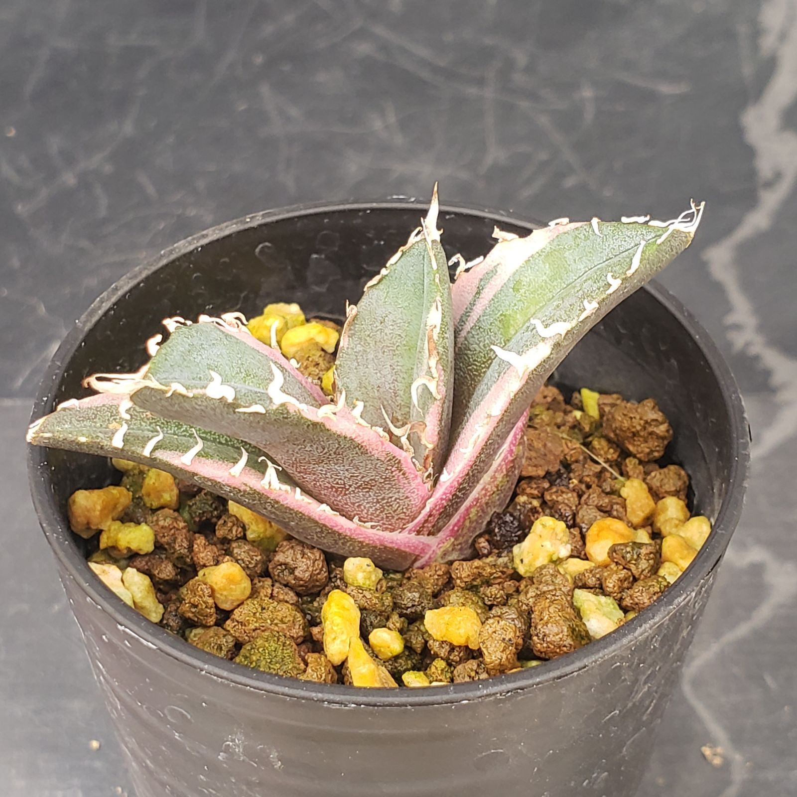 アガベ チタノタ 白鯨 発根済 【公式通販】