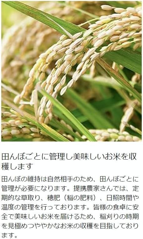 玄米30kg】令和6年産新米 産地直送！ 埼玉県産 コシヒカリ 玄米