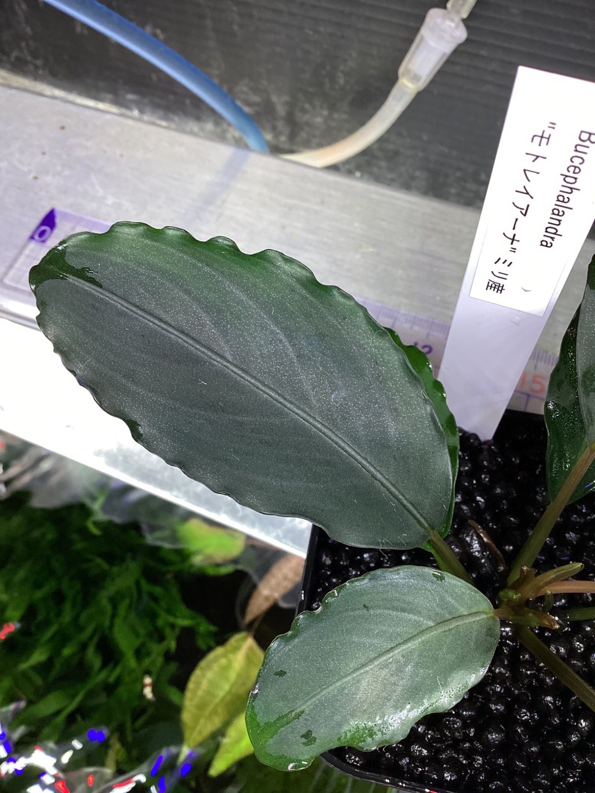 ブセファランドラ モトレイアーナ ミリ産 良株 Bucephalandra