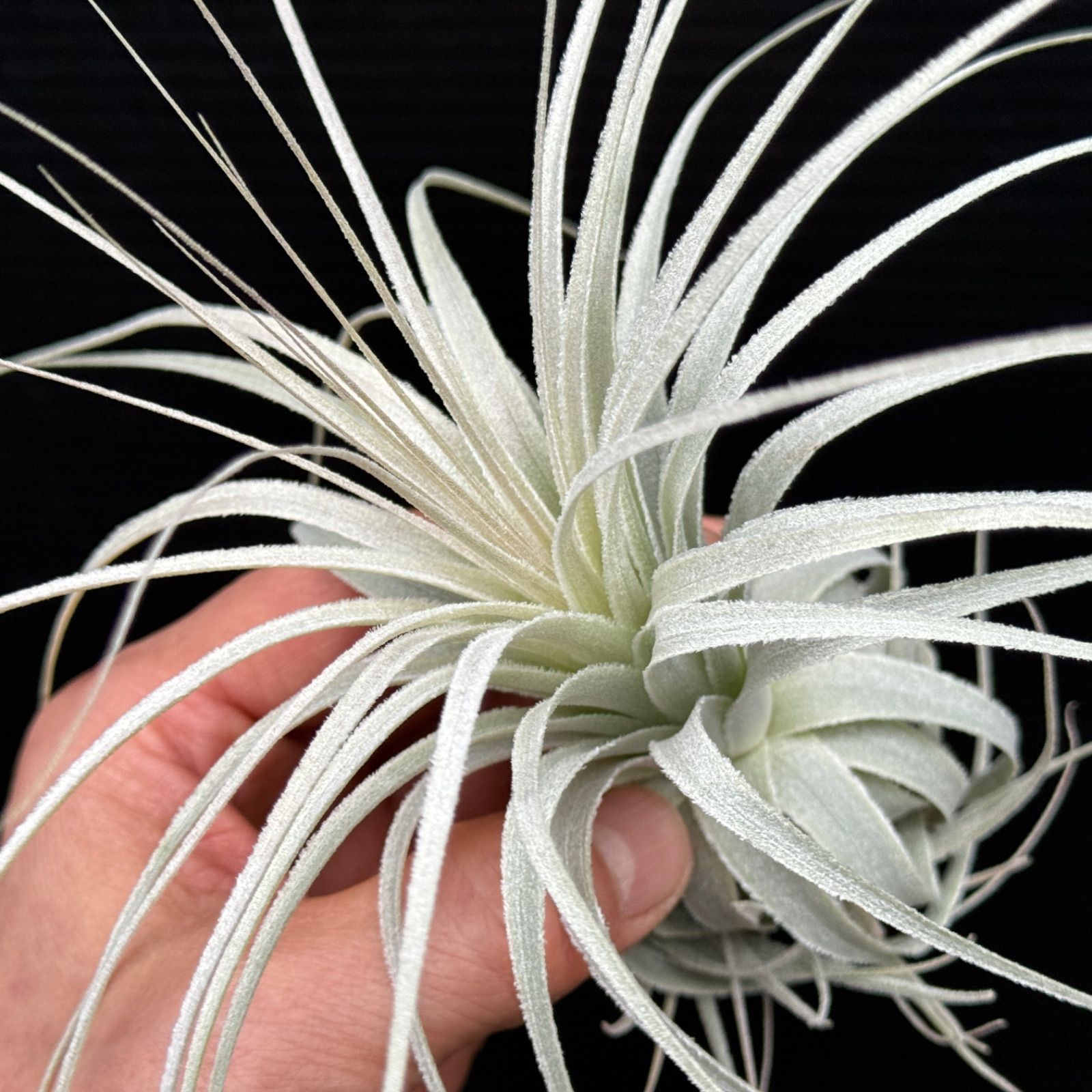 チランジア チャペウエンシス チュリフォルミス Tillandsia chapeuensis var. turriformis＊エアプランツ＠フラワーショップ江口  - メルカリ