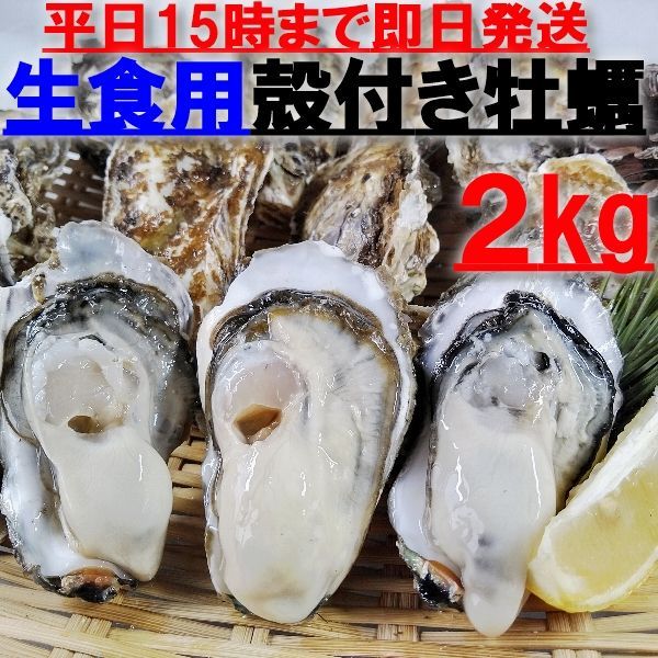 【新生牡蠣スタートです】「生食用 殻付き 牡蠣 ２ｋｇ」（目安20粒）「松島牡蠣屋　九州、沖縄用専用出品」牡蠣 殻付き 牡蛎 牡蠣 殻付 宮城県 生食用牡蠣 牡蠣生食用 カキ 牡蛎 BBQ  kaki 松島牡蠣屋かきバーベキュー海鮮貝 貝類 松島牡蠣屋 生牡蠣