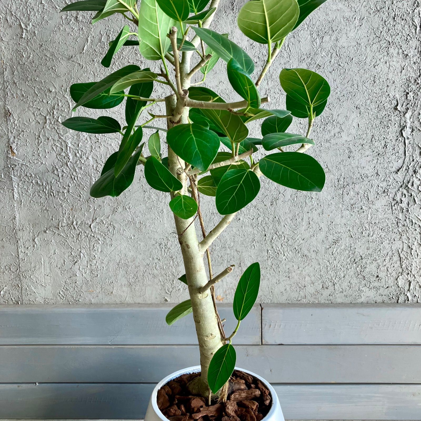 現品】フィカス・ベンガレンシス 8号 曲がり 白鉢 （2） 現品