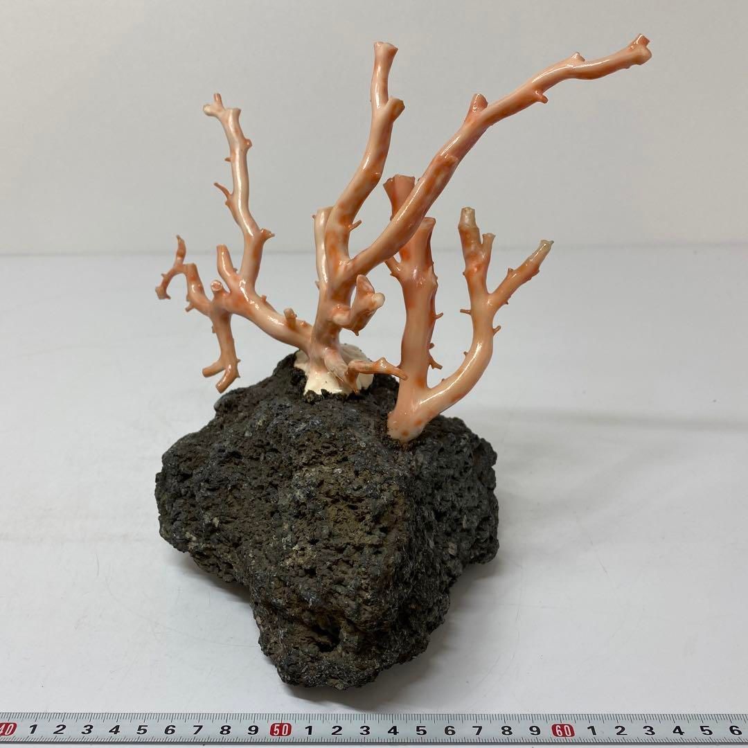 本珊瑚 桃色珊瑚 原木 1982g トヒチサ 東さ6-0208① - メルカリ 本珊瑚 桃色珊瑚 原木 1982g トヒチサ 東さ6-0208① - メルカリ