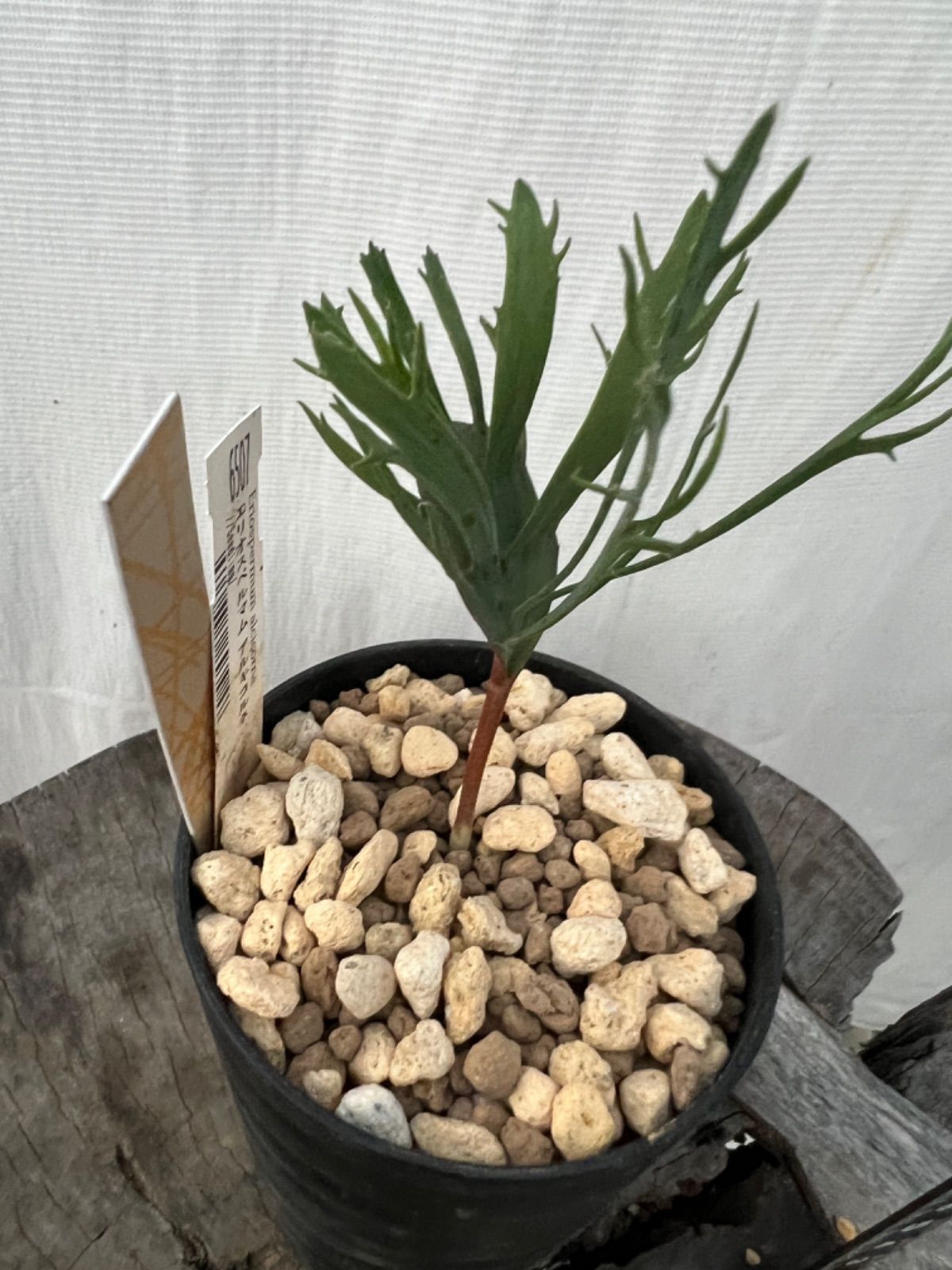 エリオスペルマム アルキコルネ 6507 - メルカリ