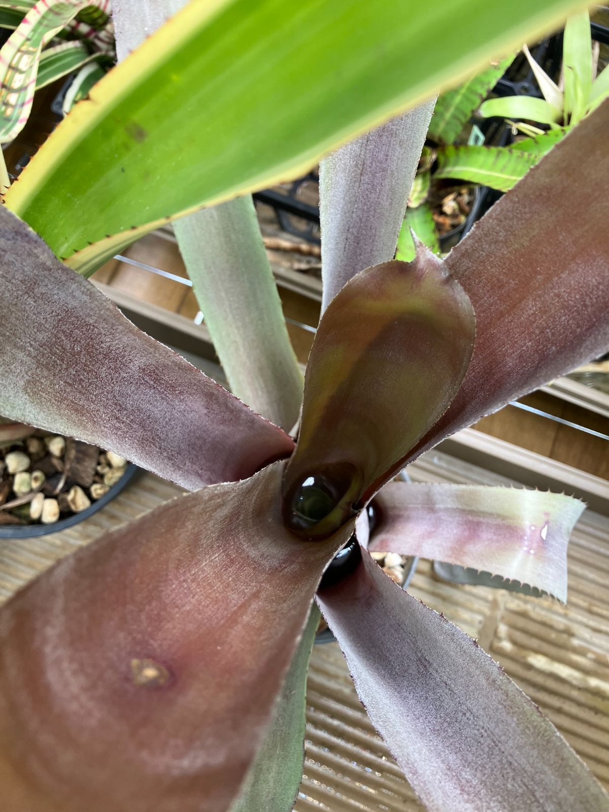 エクメア ムルフォーディ マルバ Aechmea mulfordii malva