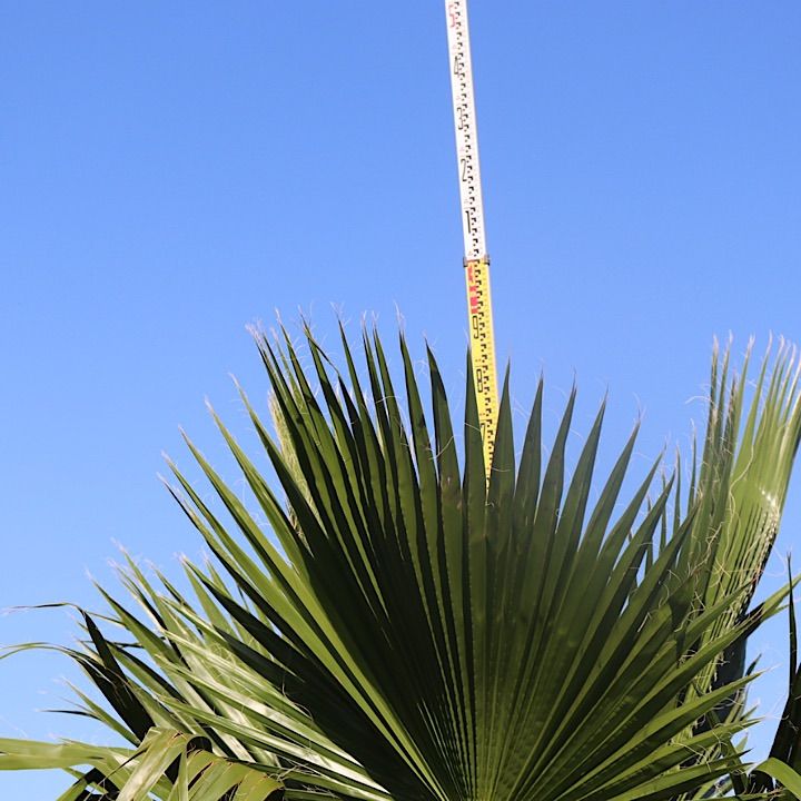 極太幹】ワシントンヤシ No.14 - メルカリ