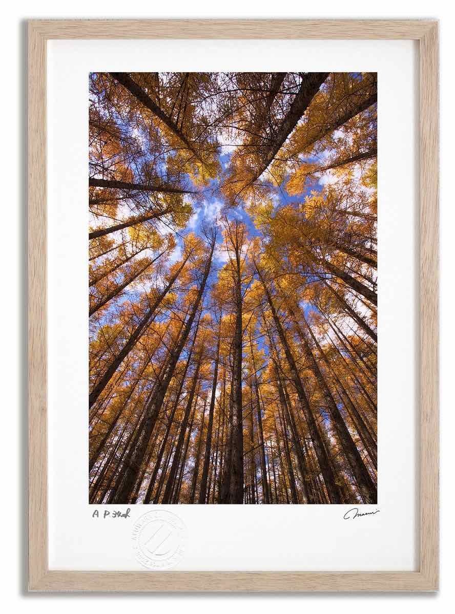 アートフォト 絵画 カラマツの紅葉1 高橋真澄/インテリア 額入り 額装込 風景画 油絵 ポスター アート アートパネル リビング 玄関 プレゼント モダン アートフレーム 飾る Mサイズ おしゃれ 