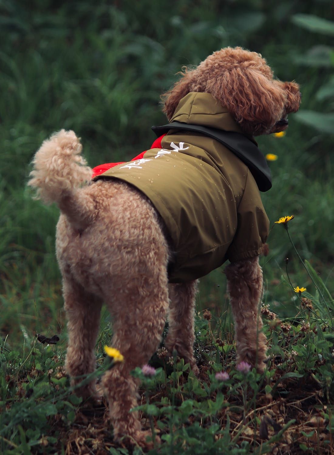 スノーピーク snow peak snowpeak SP Dog Rain Guard ドッグウェア