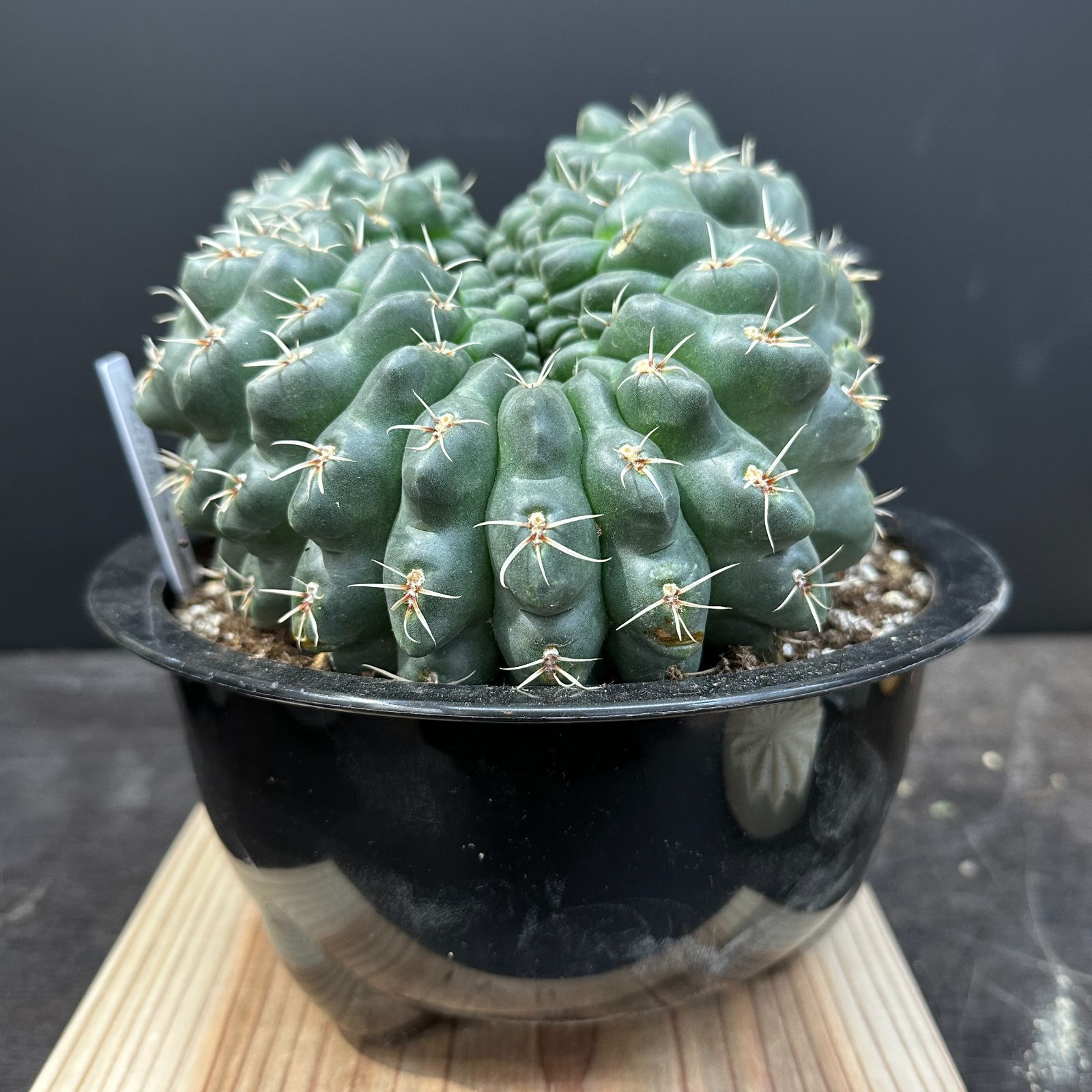 傷あり特価！！ #4 Gymnocalycium baldianum ギムノカリキウム 