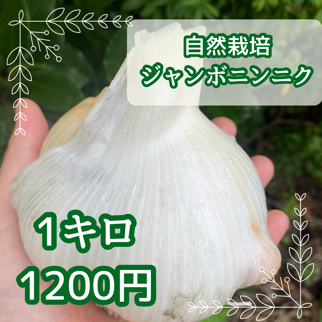 奈良県産農薬不使用乾燥ニンニク1kg 野菜 | www.vinoflix.com