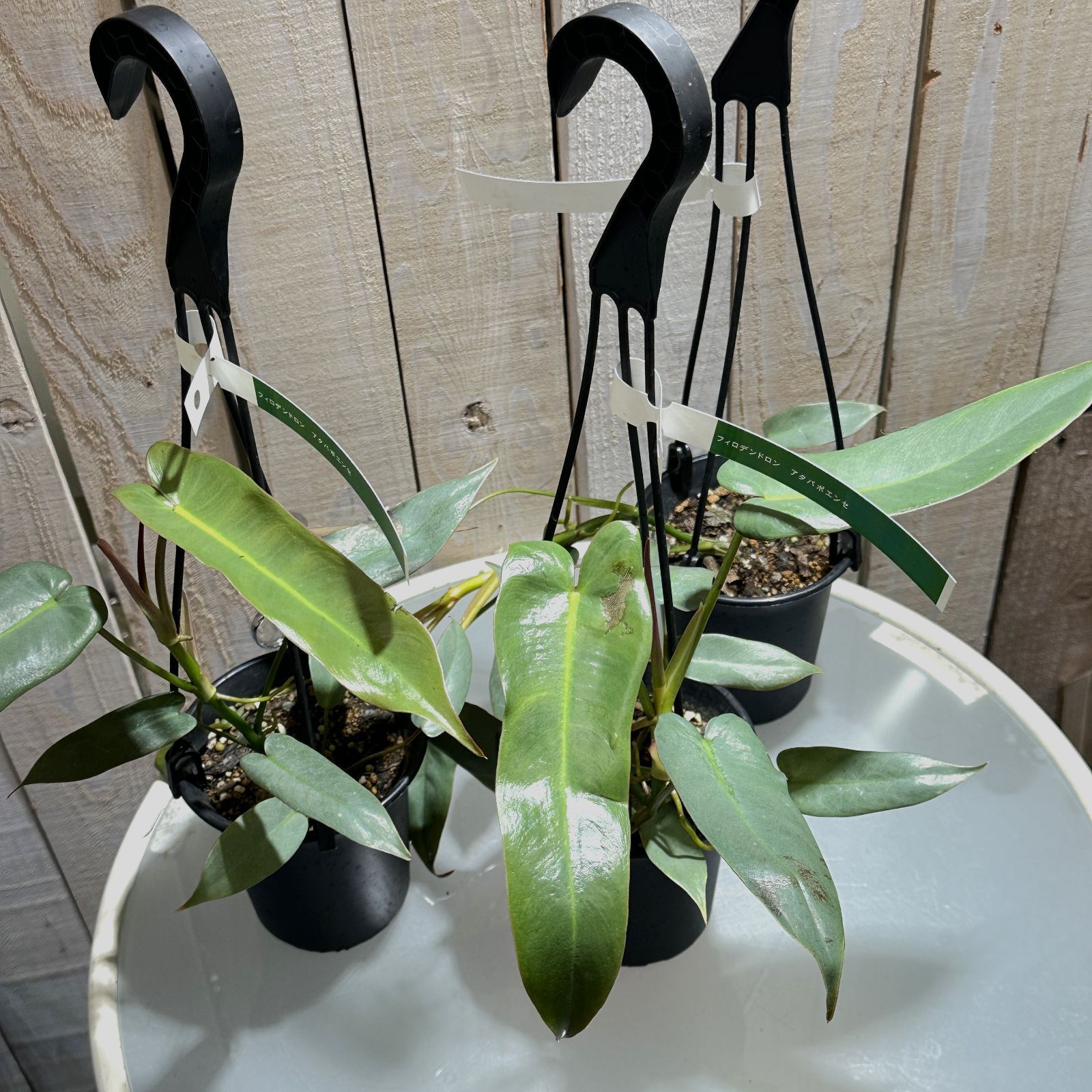 観葉植物 フィロデンドロン アタバポエンセ 吊り(個体おまかせ1