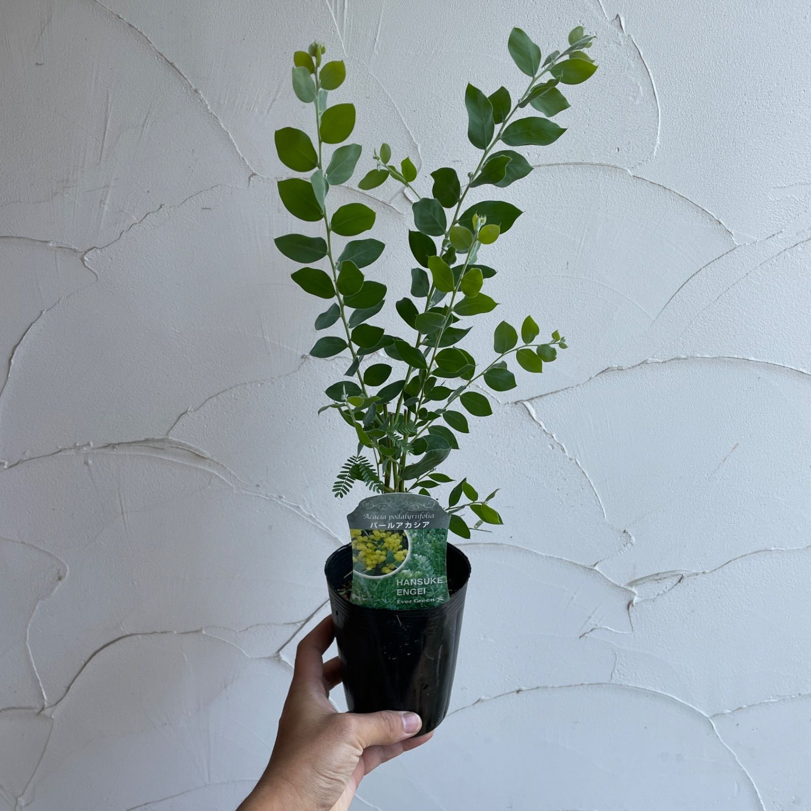 庭木】アカシア・パールアカシア 3.5号ラベル苗 - メルカリ