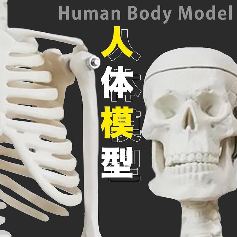在庫セール sac taske 人体模型 骨格標本 全身 直立型 関節可動 骸骨 教材 人体 骨格 スタンド 45cm 台座付き