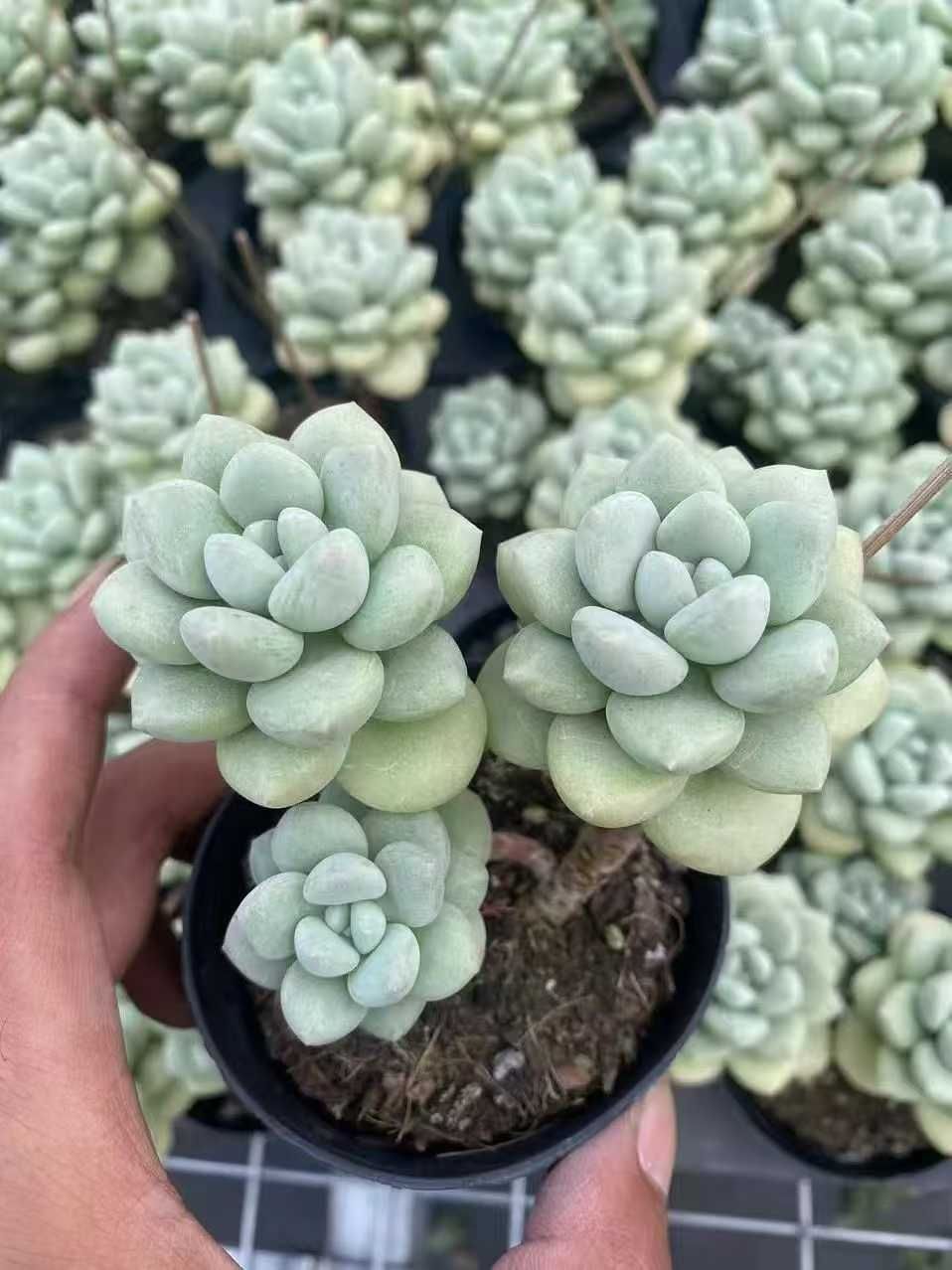 青緑色の多肉植物*9 多肉 植物 丸い 葉