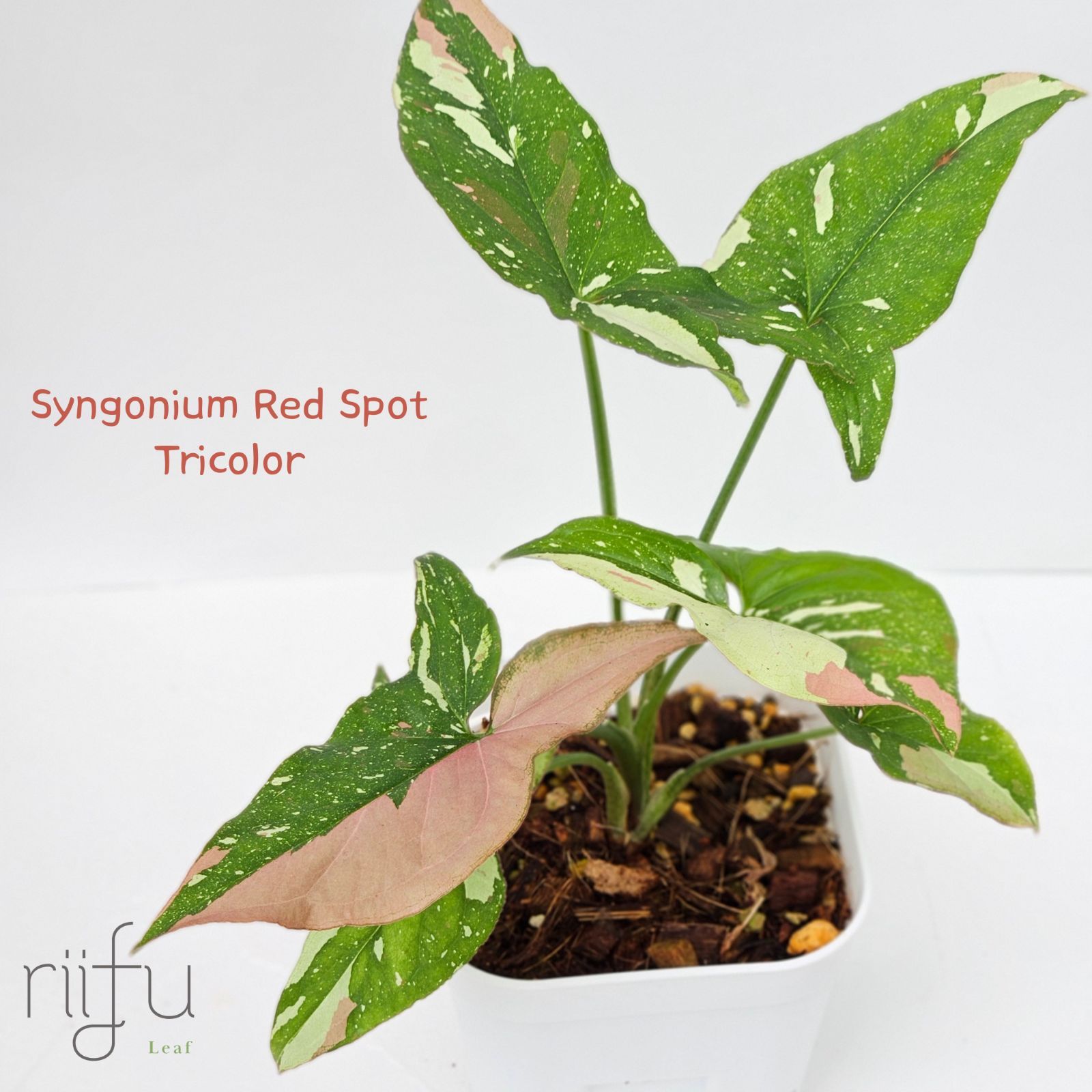 シンゴニウム·レッドスポット·トリカラー〕Syngonium Redspot Tricolor