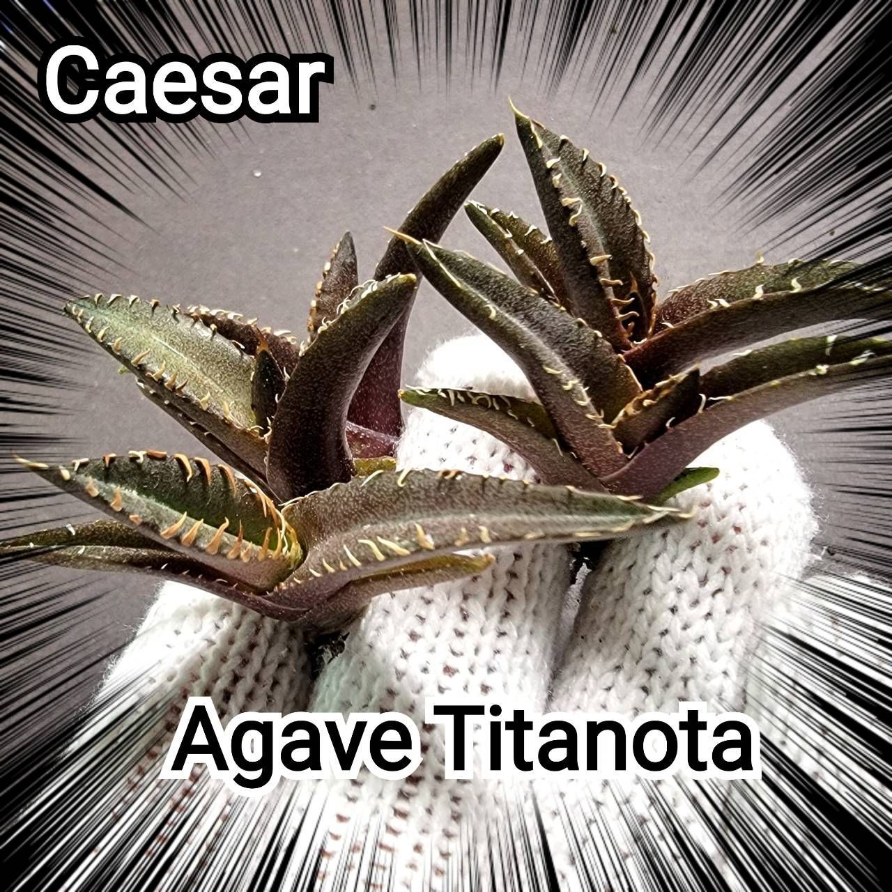 チタノタ アガベ シーザー 凱撒 Caesar 優良血統子株 Titanota カマの