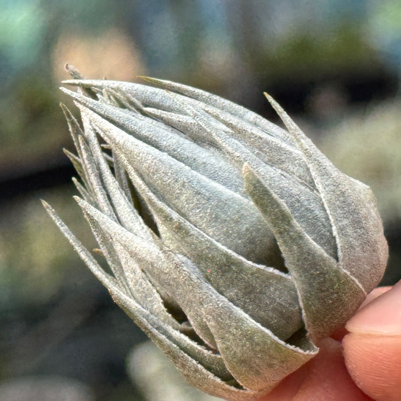 メタリックシルバーな輝き ＊ ふっくらずんぐり 上株＊ チランジア カウツキー Tillandsia kautskyi＊エアプランツ フラワーショップ江口 YUZUMIYA_COM