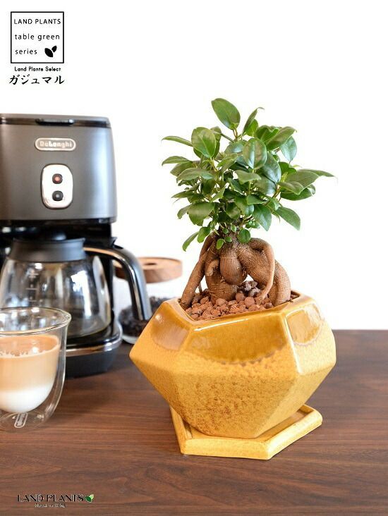 ガジュマル（幹太） 黄色 ポリゴン型 多角形 陶器鉢 【ハイドロ・受皿