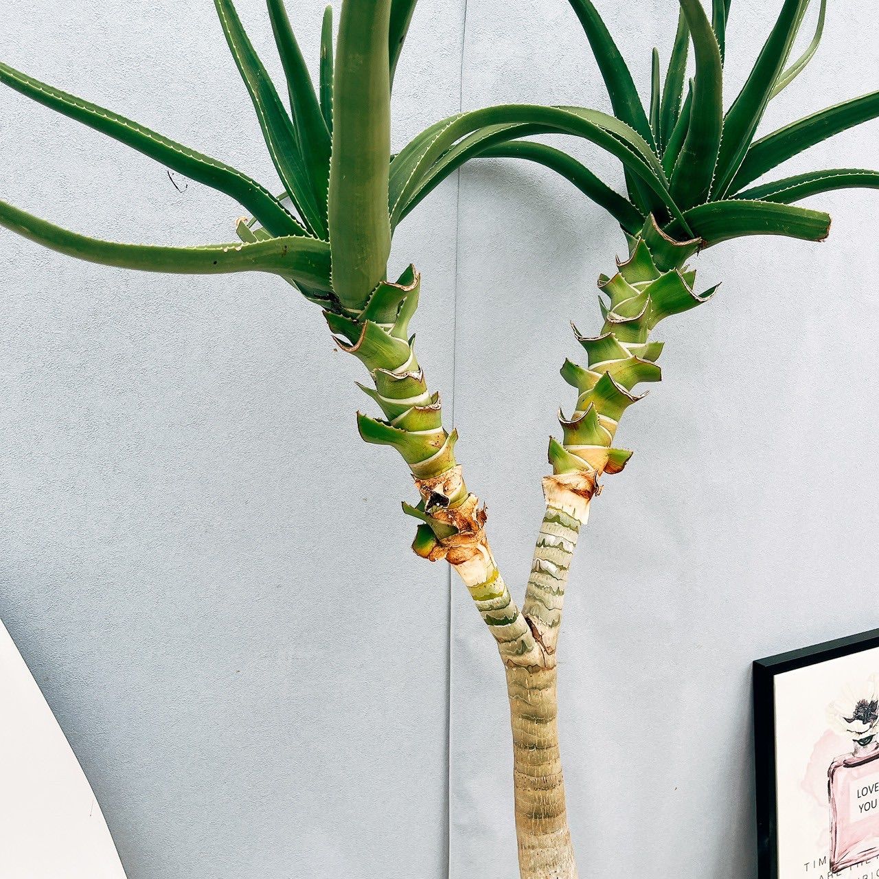 現品］【希少】94番 アロエ メデューサ 8号 観葉植物 室内 大型 レア