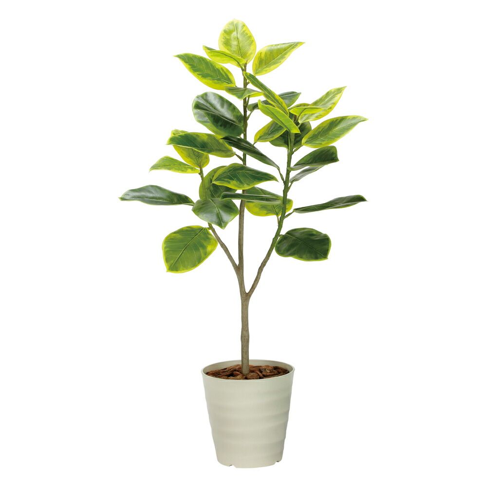 光触媒観葉植物 ショウナンゴム1.3 〔フロアタイプ(ハイサイズ