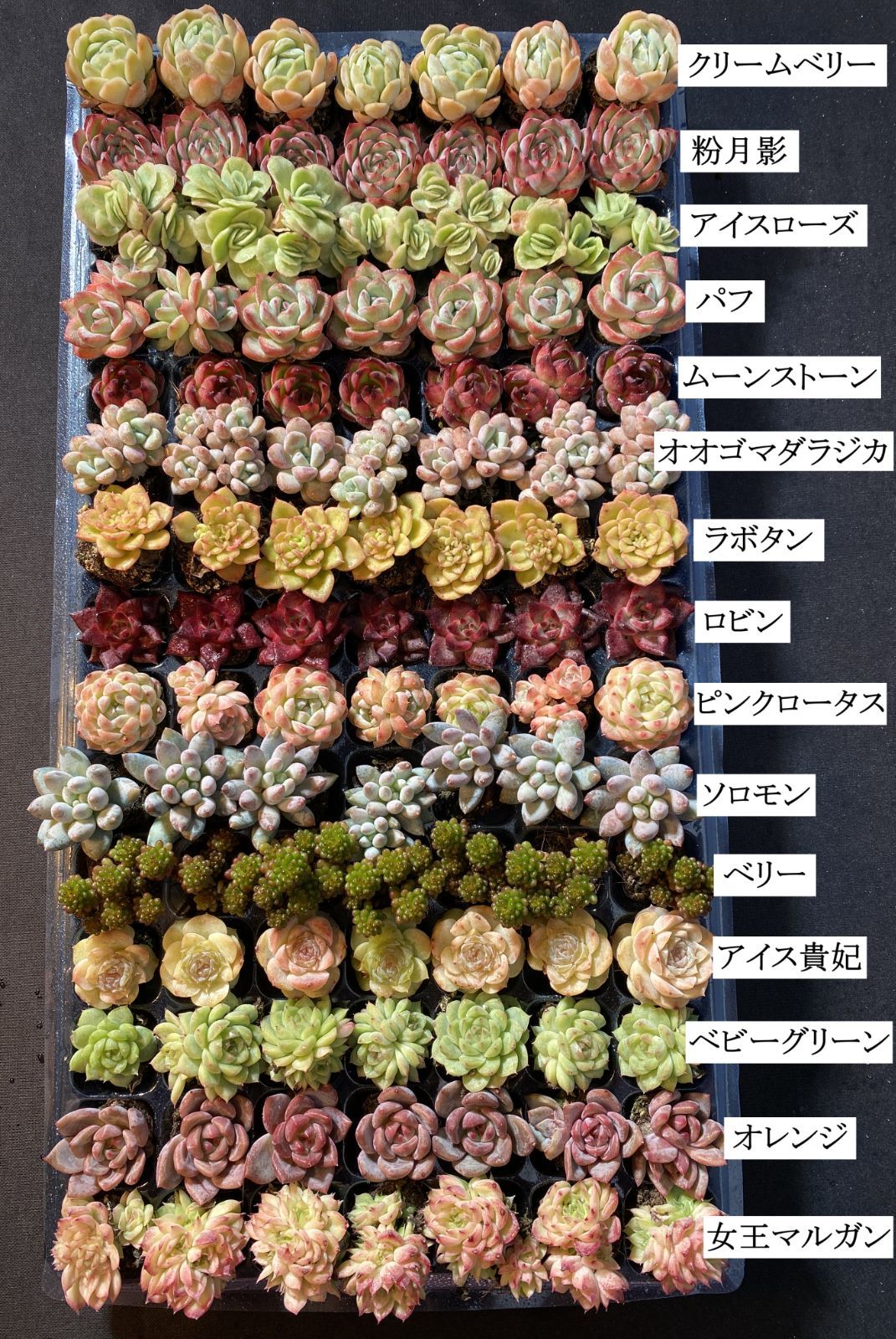 新入荷 15種類セット H234×105苗 土付き 詰め合わせ 多肉植物 15種類の土と根付き105苗セット】多肉植物の大満足パック！佐川